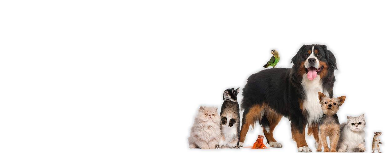 pet sitters in Lake Highlands