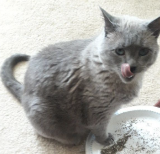Crazy for that Catnip – A Guide for a Cat Owner